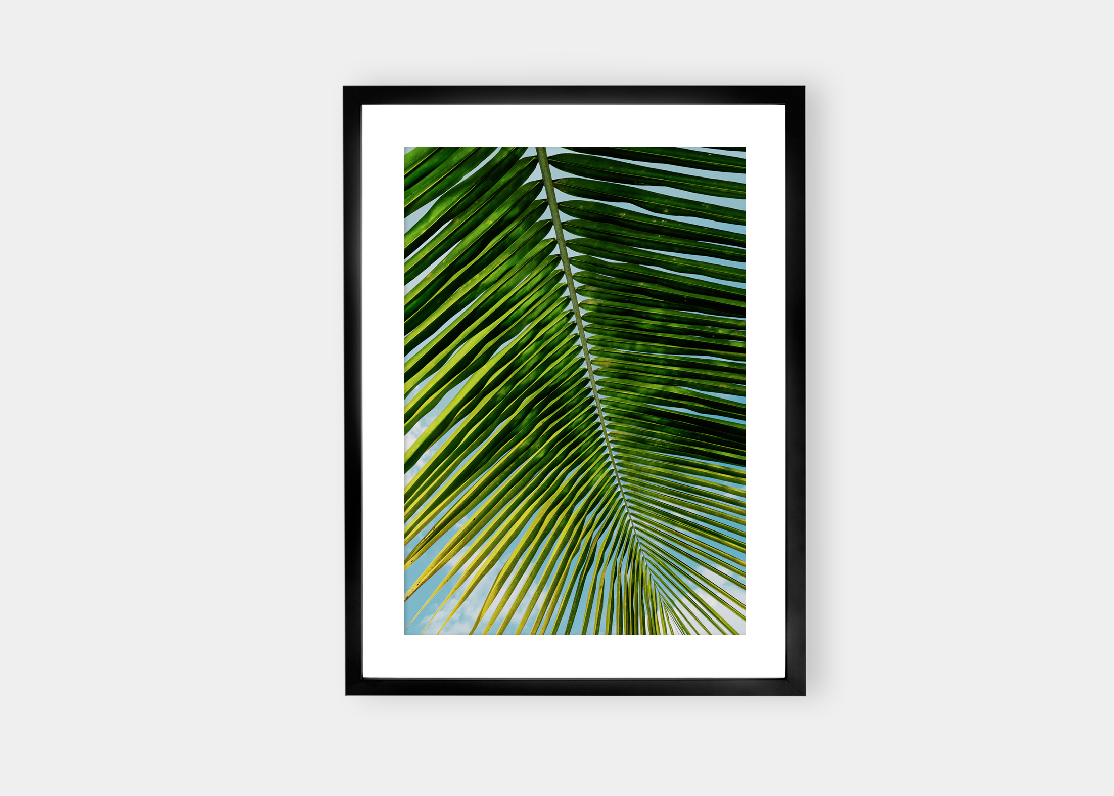 Calm Palm | Salg av Fine Art fotokunst på nett | Fotograf Stian Gregersen